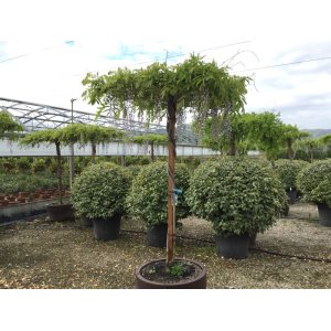 Vistéria kvetnatá (Wisteria floribunda) ´ISSAI´- výška 200-250 cm, kont. C180L - STRECHA
